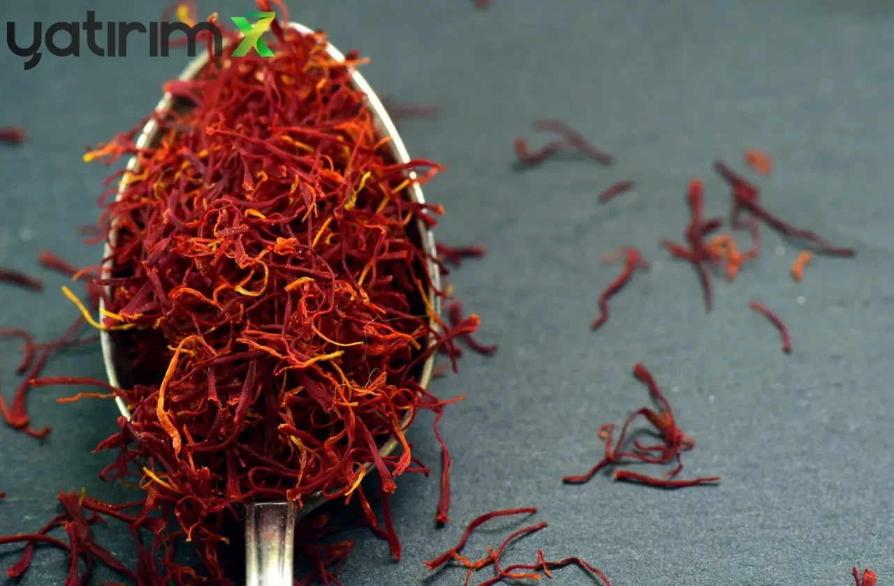 Gramı Altınla Yarışıyor: Safranbolu’nun 'Kırmızı Altın' Hasadı, Fiyatıyla Şaşırttı!