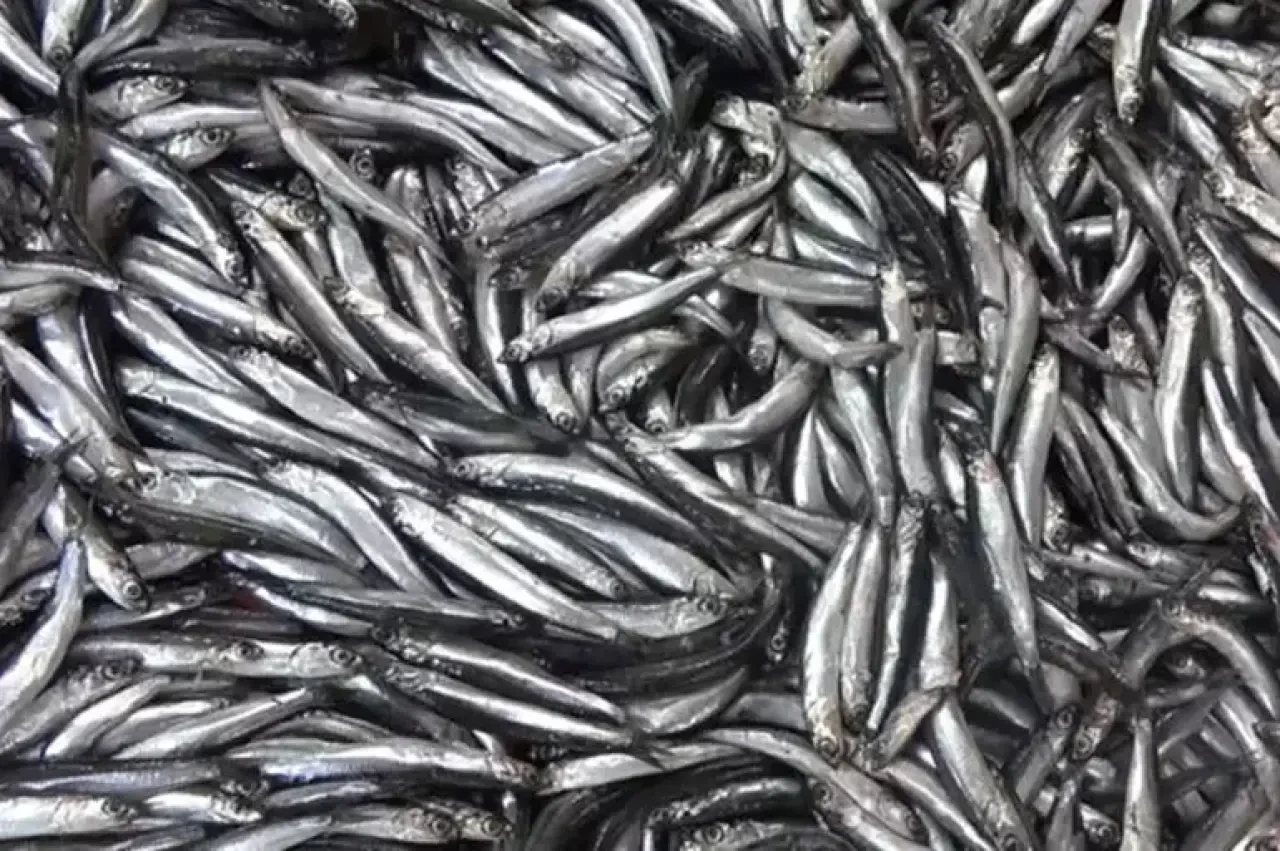 Hamsi Fiyatları Dip Yaptı: Mezgit, İstavrit ve Barbun Tezgahlarda Parlıyor