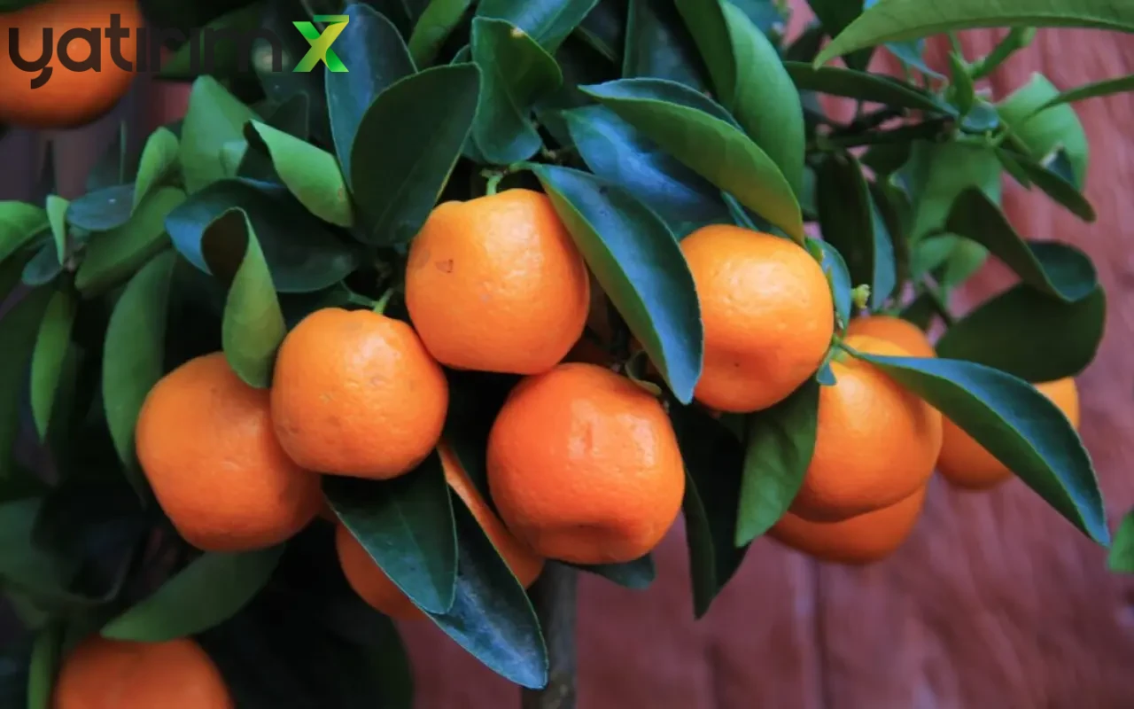 Türkiye Mandalina İhracatı 10 Ayda Yüzde 34 Arttı: Gelir 375 Milyon Dolara Ulaştı