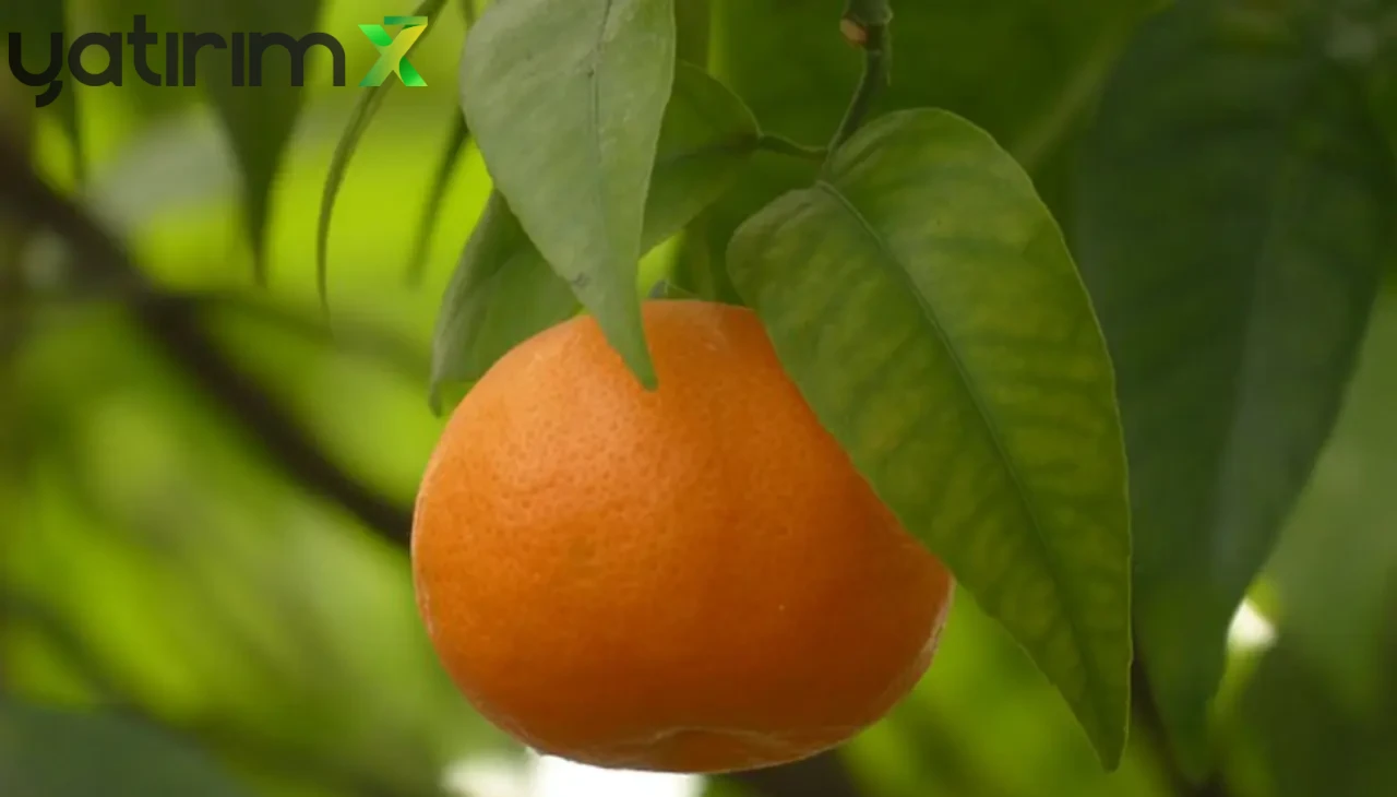 TZOB Analizi: Mandalinada Yüzde 392'lik Fark! Üreticiye 6 TL, Markete 30 TL