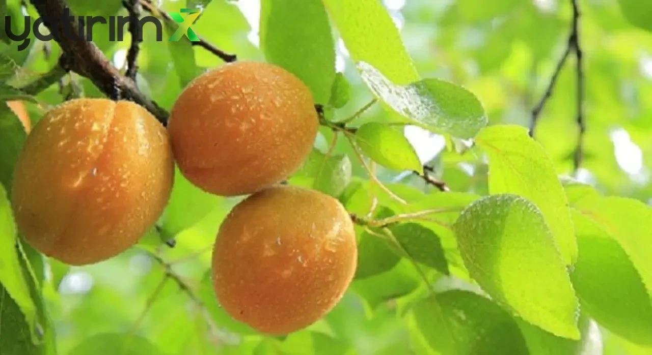 Malatya’da Zirai Don Kayısıyı Vurdu: “500 Milyon Dolar Gelirimiz Gitti”