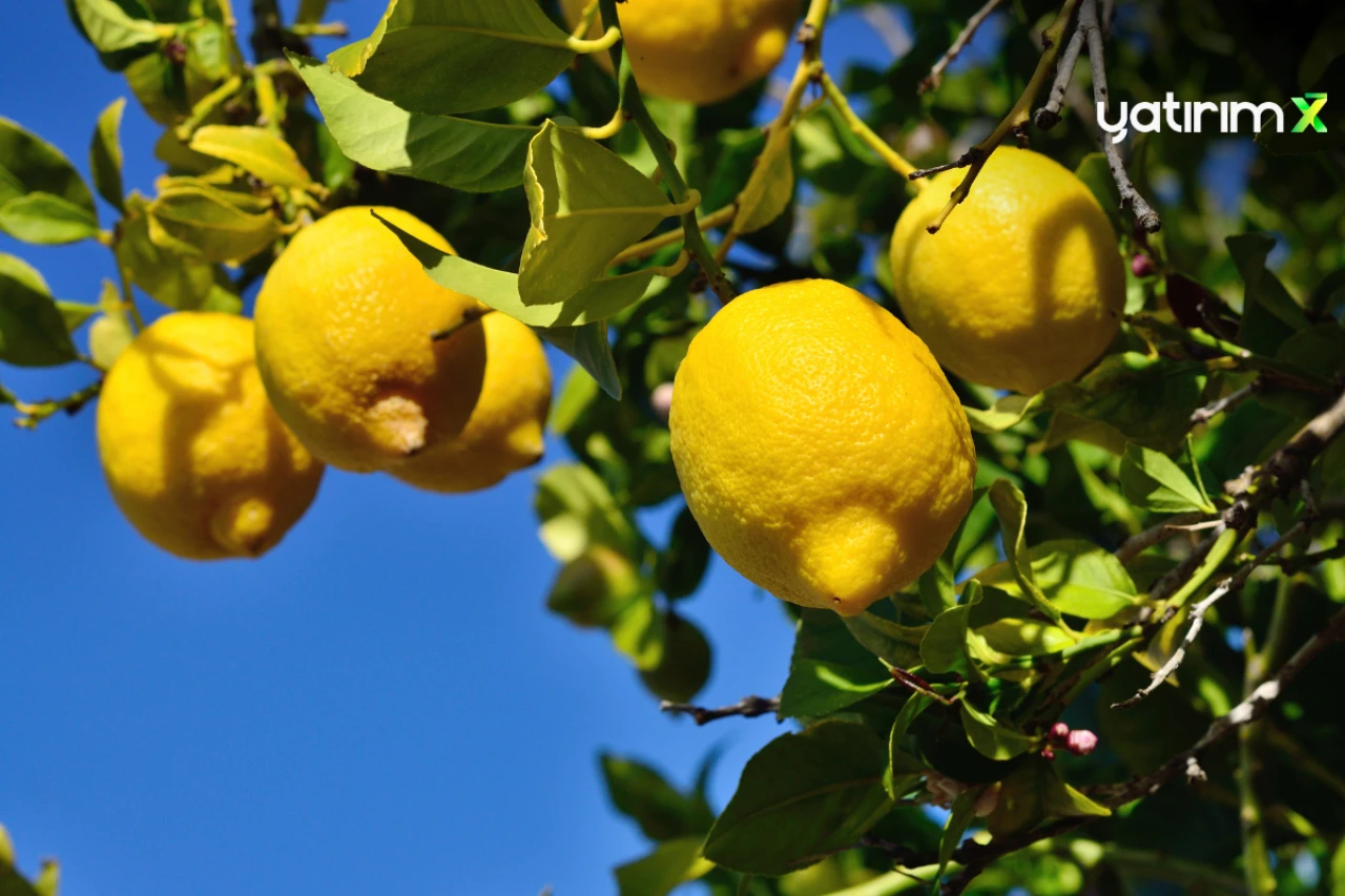 Son dakika... Limon ihracatı durduruldu
