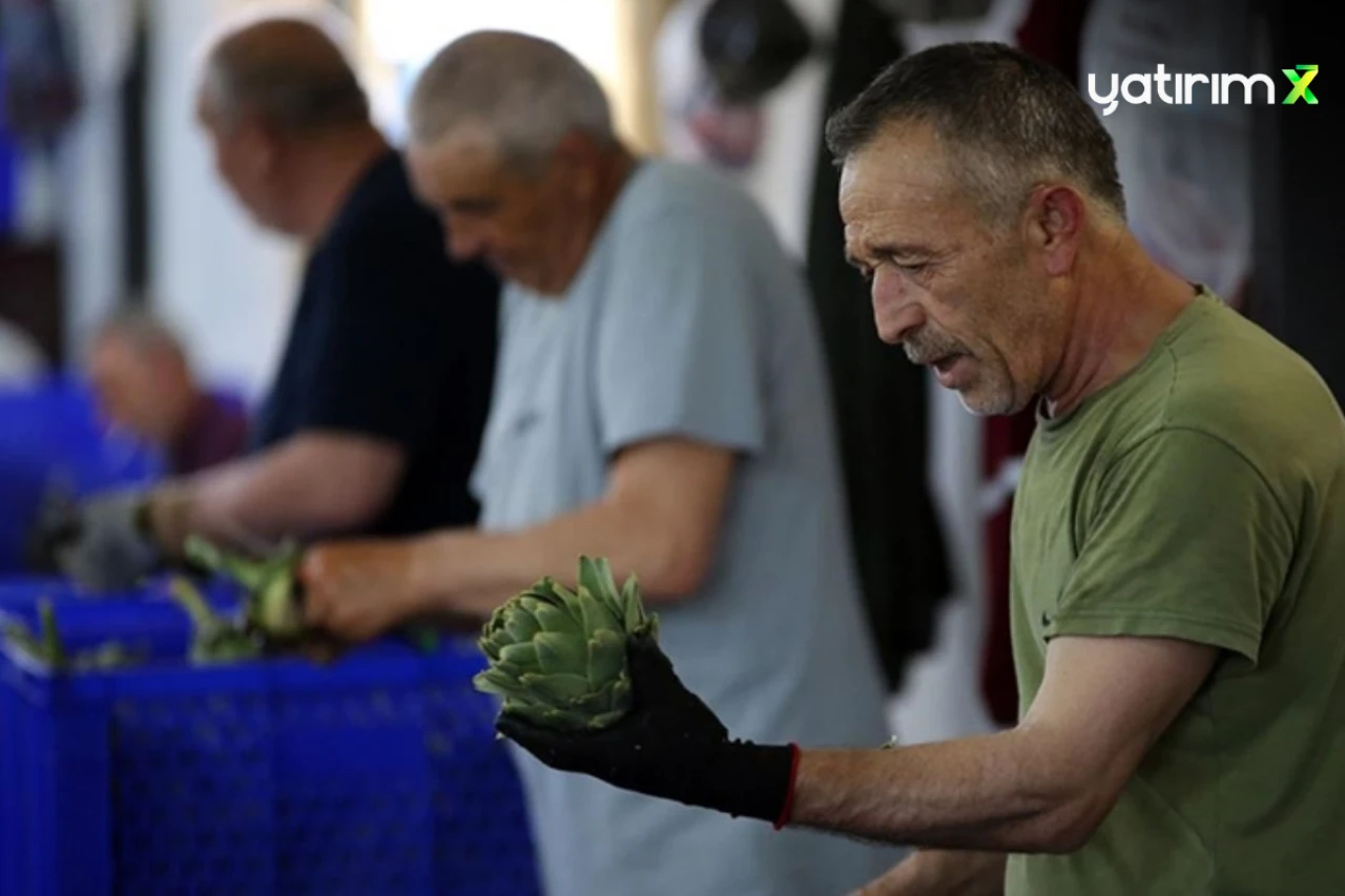20 Erkek Ekip, Enginar Soyarak Makineleri Geride Bırakarak Günlük 2.500 TL Kazanıyor!
