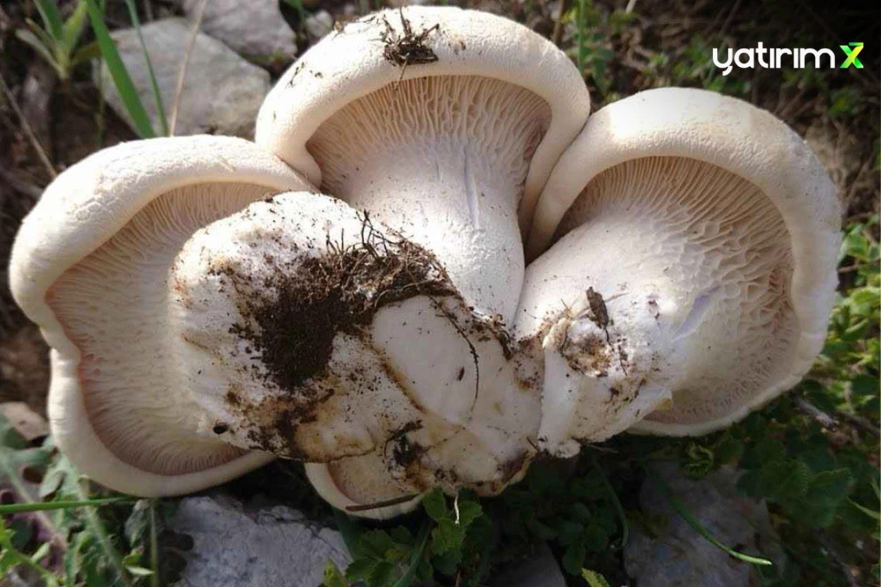 Çaşır Mantarı Nedir, Neden Bu Kadar Pahalı, Nereden Toplanır?