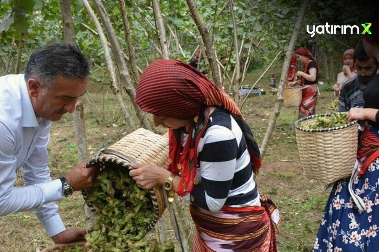 Fındık işçilerine belirlenen yeni günlük yevmiye belli oldu