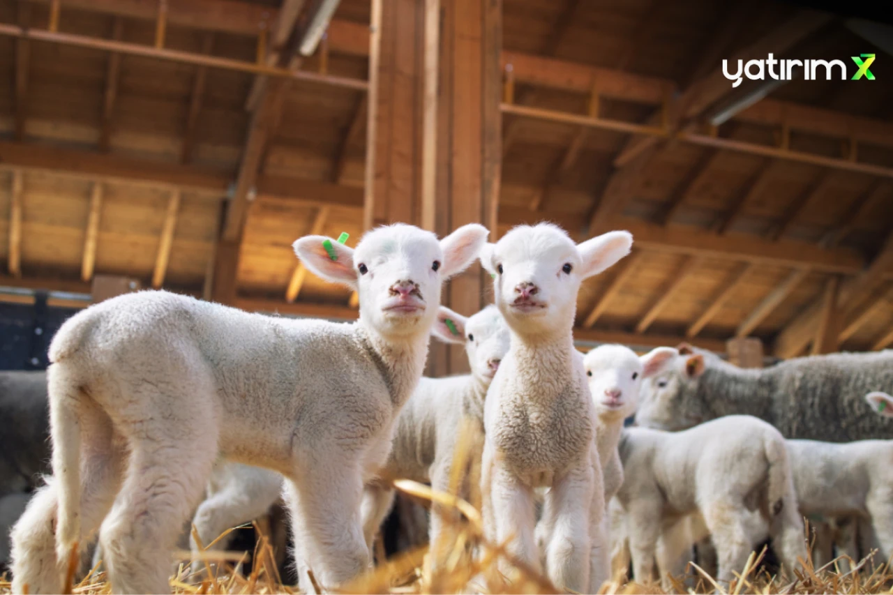 TİGEM 2 bin  reforme erkek kuzu satacak