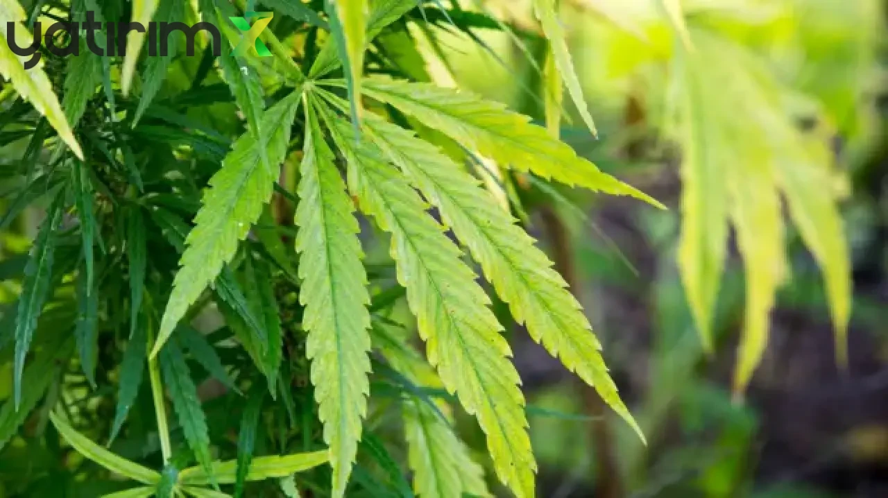 Tıbbi Kenevir Kullanımı ve Üretim Rehberi: Hangi Hastalıklarda Kullanılacak?