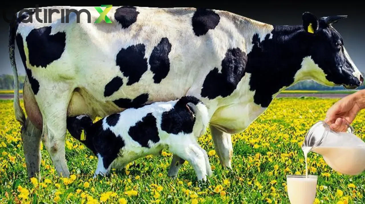 "Süt Karşılığı Yem" Uygulamasına Rekabet Kurumu'ndan Müdahale