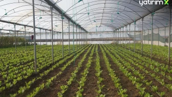Kocaeli'de Üreticilere Yüzde 50 Hibeli Sera Desteği