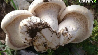 Çaşır Mantarı Nedir, Neden Bu Kadar Pahalı, Nereden Toplanır?