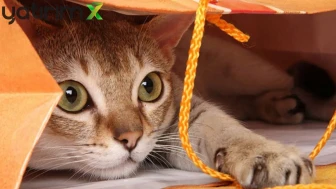 Japonya'da 20 Milyar Dolarlık 'Kedi Günü' Ekonomisi