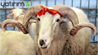 Kurban Bayramı İkramiyeleri Erken mi Yatacak? Bakan Işıkhan Açıkladı