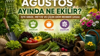 Ağustos Ayında Ne Ekilir? İşte Sebze, Meyve ve Çiçek Ekim Rehberi (2026)