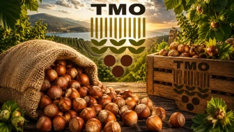 2026 TMO fındık alım fiyatları açıklandı: Giresun 255 TL