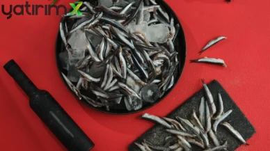 Denizden Fışkıran Ucuzluk! Hamsi Fiyatı Geçen Yılın Altında Kaldı