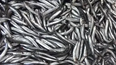 Hamsi Fiyatları Dip Yaptı: Mezgit, İstavrit ve Barbun Tezgahlarda Parlıyor