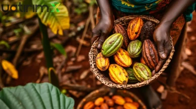 ABD Tarifeleri ve Rekolte Artışı Kakao Fiyatını Eritti: Talep Düşüşü Kapıda
