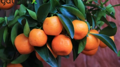 Türkiye Mandalina İhracatı 10 Ayda Yüzde 34 Arttı: Gelir 375 Milyon Dolara Ulaştı