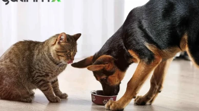 Evcil Hayvan Çip Ücreti Ne Kadar? Mikroçip Kimliklendirmede Son Çağrı!