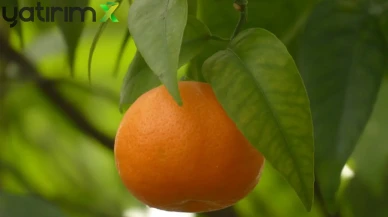 TZOB Analizi: Mandalinada Yüzde 392'lik Fark! Üreticiye 6 TL, Markete 30 TL