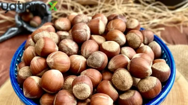 Fındık Fiyatlarında Son Durum: Arz Baskısı Düşüşü Derinleştiriyor