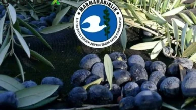 Tam 622 Milyon TL! Marmarabirlik’in Üçüncü Ödeme Dilimi Belli Oldu