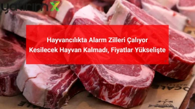 Şap Salgını Et Fiyatlarını Vurdu: Dana Karkas 540 TL'ye Dayandı