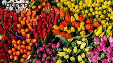 Türkiye'den Yılbaşına Özel 12 Milyon Dolarlık Çiçek İhracatı