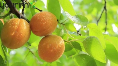 Malatya’da Zirai Don Kayısıyı Vurdu: “500 Milyon Dolar Gelirimiz Gitti”