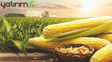 Mısırda Açık Kapalı! Ticaret Bakanlığı, 1 Milyon Ton İthalat İçin Kontenjan Açtı