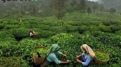 Çaya %15 Zam! İşte 14 Haziran 2025 İtibariyle Güncel Çaykur Fiyatları