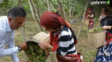 Fındık işçilerine belirlenen yeni günlük yevmiye belli oldu