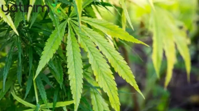 Tıbbi Kenevir Kullanımı ve Üretim Rehberi: Hangi Hastalıklarda Kullanılacak?