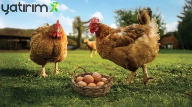 Yumurta Üreticilerine Kötü Haber: O Sistemler 2029'da Yasaklanıyor!