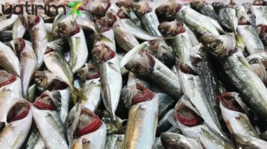 Balıkçı Esnafı Uyardı: İstavrit 100 TL, Hamsi Gelirse Cep Yakacak!