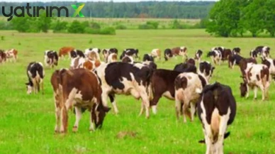 2026 Yılı Besilik Sığır İthalatı Başvuruları Başlıyor: 500 Bin Baş Kota Ayrıldı