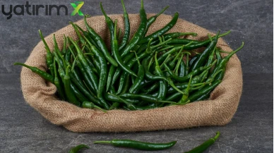 Türkiye’den Avrupa’ya Gıda İhracatında Pestisit Krizi: 105 Bildirim Geldi