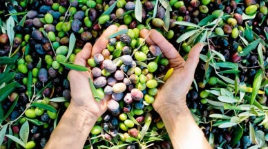 Zeytin Sektörü Ayakta: Ticarette Karşılıklılık İlkesi Çiğneniyor!