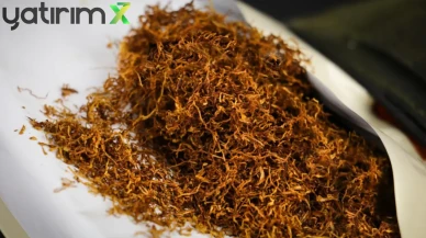 Yaprak Sigara Kağıdı Üretiminde Yeni Dönem: Düz Paket Zorunluluğu