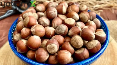 KFMİB Başkanı Sabır: Fındık Destekleri Fiyat Mekanizmasından Ayrılmalı