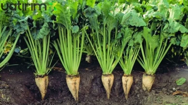 Şeker Pancarı Üretimine Sözleşme Zorunluluğu: Yeni Kanun Teklifi Kabul Edildi