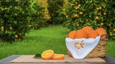 İstanbul’da Şubat Ayı Meyve Sebze Tüketimi: Lider Portakal ve Domates