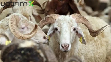 2026 Kurban Kesim Bedeli Ne Kadar? Diyanet Rakamları Paylaştı