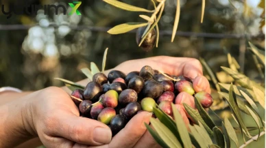 Baktat Zeytincilik Konkordato İlan Etti: 40 Yıllık Şirkete Koruma