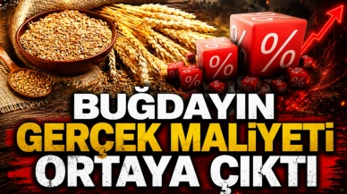 1 kilo buğdayın maliyeti şaşırttı