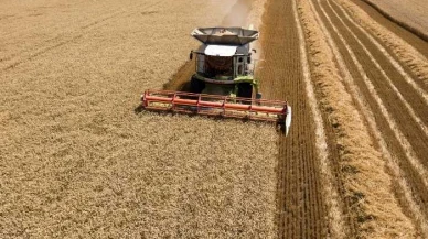 Buğdayda Karadeniz depremi: Rusya ve Ukrayna tahminleri düşürüldü