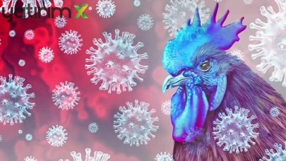 Kanatlı Sektöründe Büyük Tehlike! Kuş Gribi Afyon'da Geri Döndü