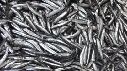 Hamsi Fiyatları Dip Yaptı: Mezgit, İstavrit ve Barbun Tezgahlarda Parlıyor