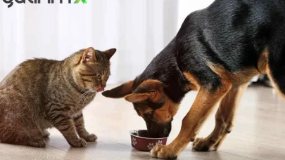 Evcil Hayvan Çip Ücreti Ne Kadar? Mikroçip Kimliklendirmede Son Çağrı!