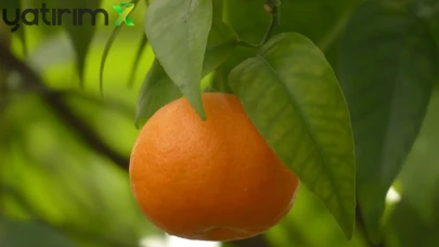 TZOB Analizi: Mandalinada Yüzde 392'lik Fark! Üreticiye 6 TL, Markete 30 TL